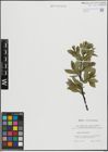 Foto von Salix hastata L.